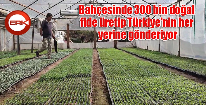 Bahçesinde 300 bin doğal fide üretip Türkiye'nin her yerine gönderiyor