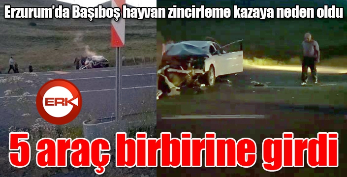 Başıboş hayvan zincirleme kazaya neden oldu, 5 araç birbirine girdi