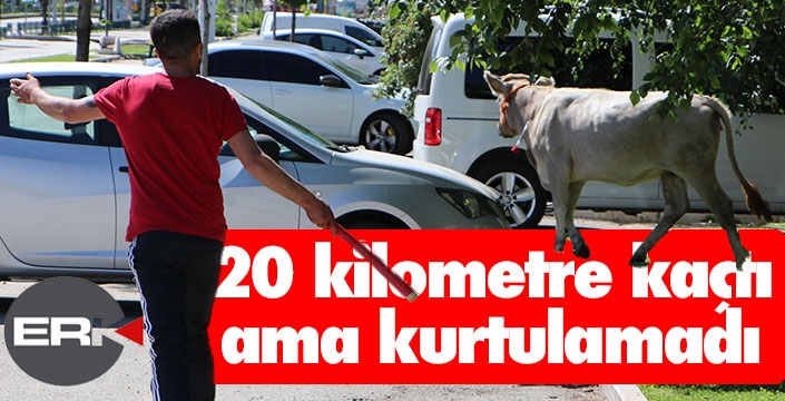 Boğa 20 kilometre koşturdu...