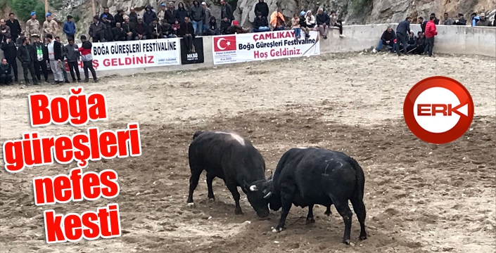 Boğa güreşleri nefes kesti