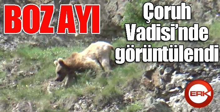 Boz ayı Çoruh Vadisi'nde görüntülendi...