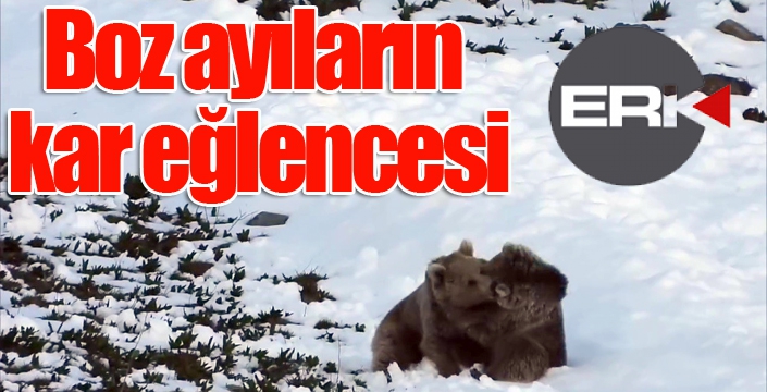 Boz ayıların kar eğlencesi