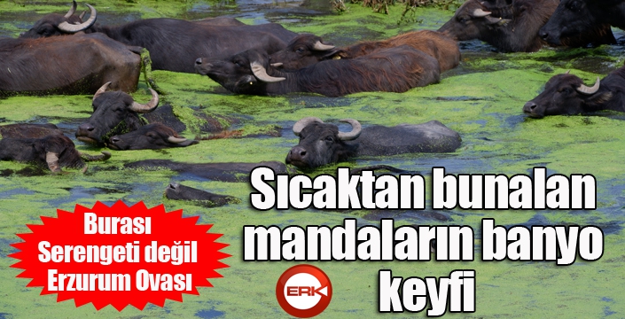 Burası Serengeti değil Erzurum Ovası