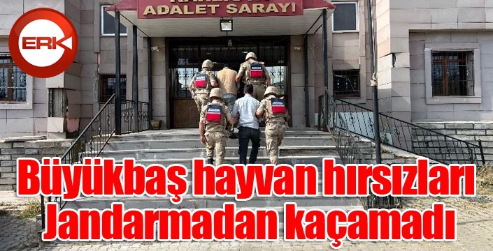 Büyükbaş hayvan hırsızları Jandarmadan kaçamadı