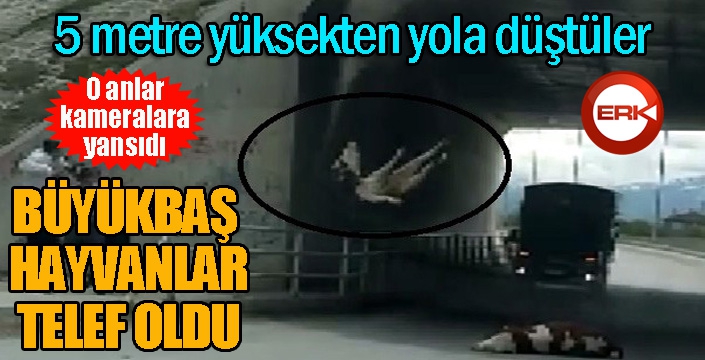 Büyükbaş hayvanlar köprüden düşerek telef oldu...