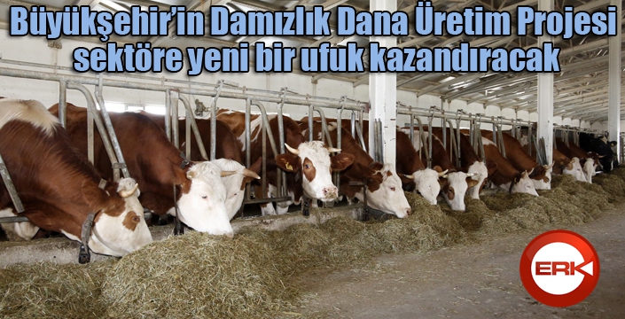 Büyükşehir’in Damızlık Dana Üretim Projesi sektöre yeni bir ufuk kazandıracak