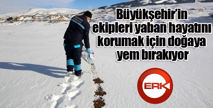 Büyükşehir’in ekipleri yaban hayatını korumak için doğaya yem bırakıyor