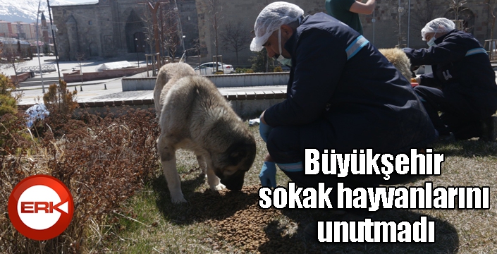 Büyükşehir sokak hayvanlarını unutmadı