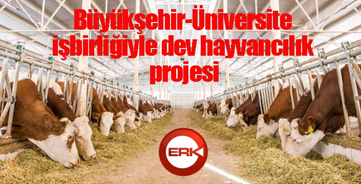 Büyükşehir-Üniversite işbirliğiyle dev hayvancılık projesi