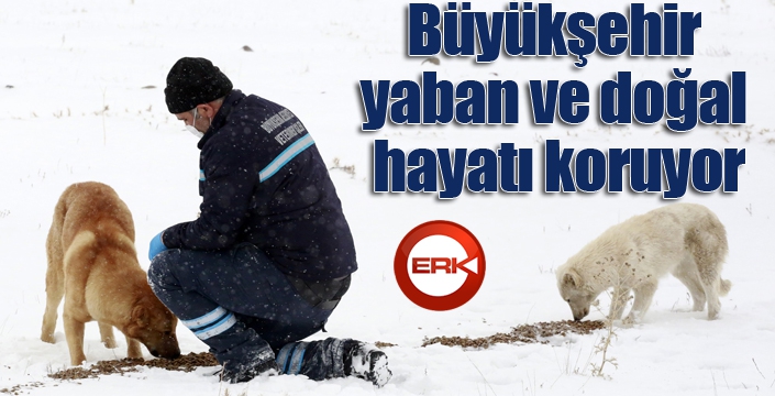 Büyükşehir yaban ve doğal hayatı koruyor