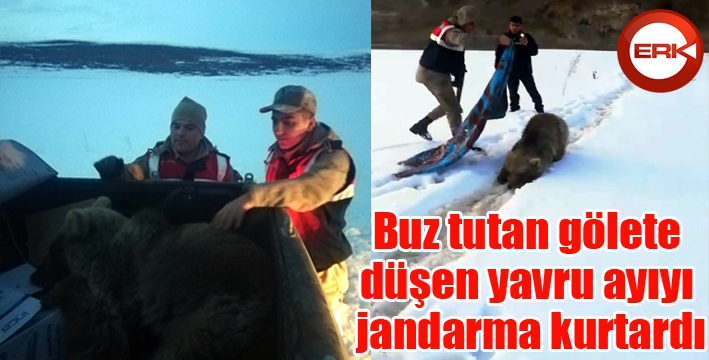 Buz tutan gölete düşen yavru ayıyı jandarma kurtardı