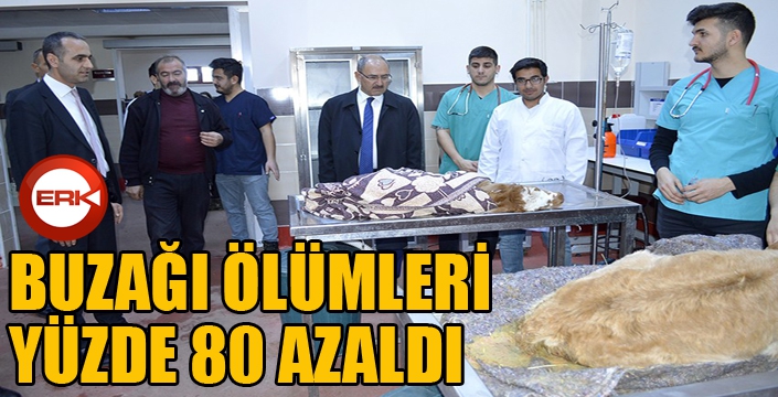 Buzağı ölümleri yüzde 80 azaldı...