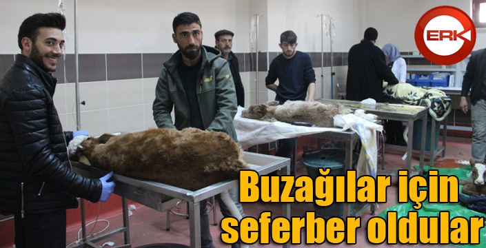 Buzağılar için seferber oldular 