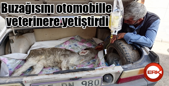 Buzağısını otomobille veterinere yetiştirdi