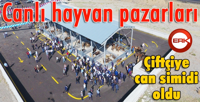 Canlı hayvan pazarları çiftçiye can simidi oldu