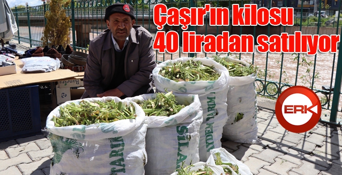 Çaşır'ın kilosu 40 liradan satılıyor