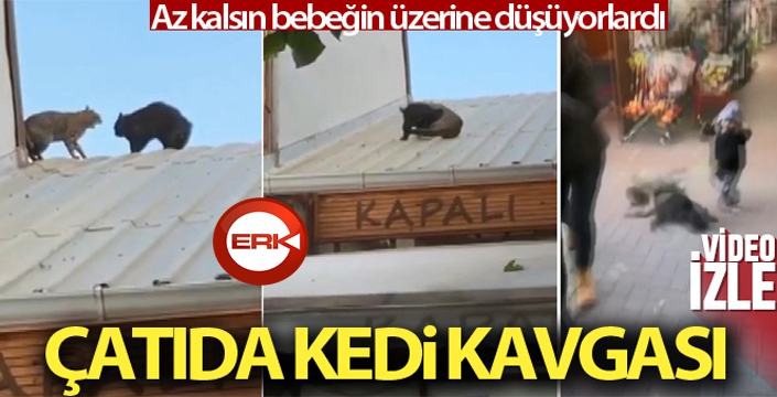 Çatıda kavga eden kediler bebeğin üzerine düşüyordu