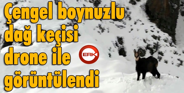 Çengel boynuzlu dağ keçisi drone ile görüntülendi...