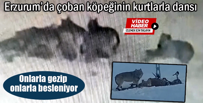 Çoban köpeğinin kurtlarla dansı