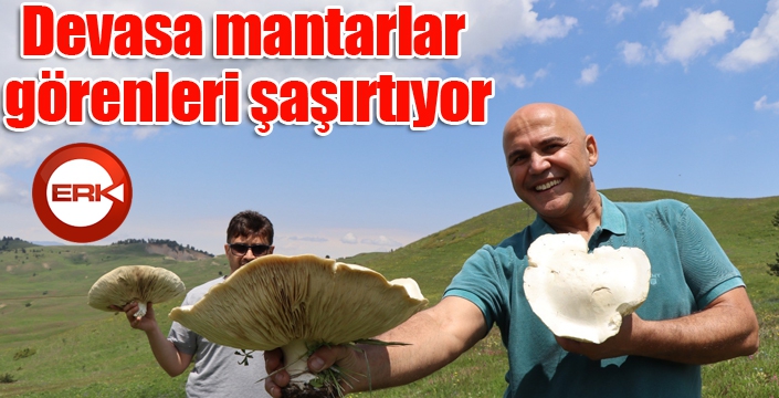 Devasa mantarlar görenleri şaşırtıyor