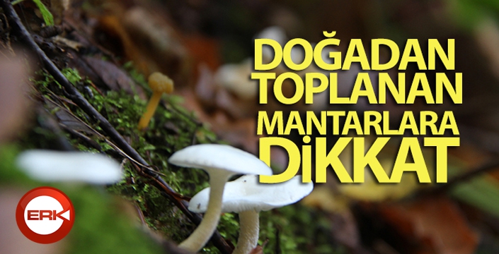 Doğadan toplanan mantarlara dikkat