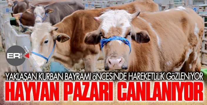 Doğu Anadolu Canlı Hayvan Pazarı'nda hareketlilik başladı