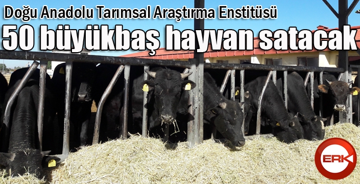 Doğu Anadolu Tarımsal Araştırma Enstitüsü’nden hayvan satışı