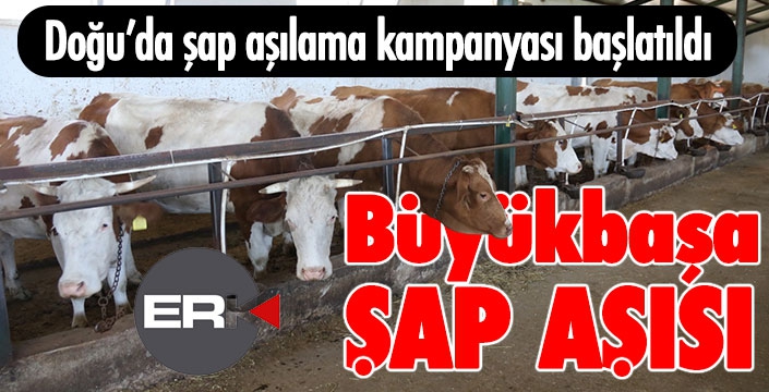 Doğu’da şap aşılama kampanyası başlatıldı  