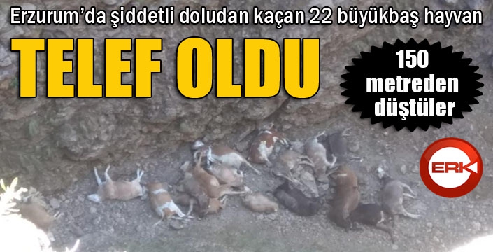 Doludan kaçan hayvanlar uçurumdan düşerek telef oldu