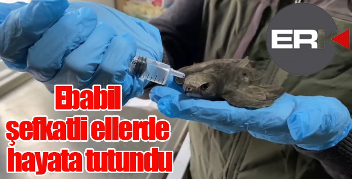 Ebabil şefkatli ellerde hayata tutundu