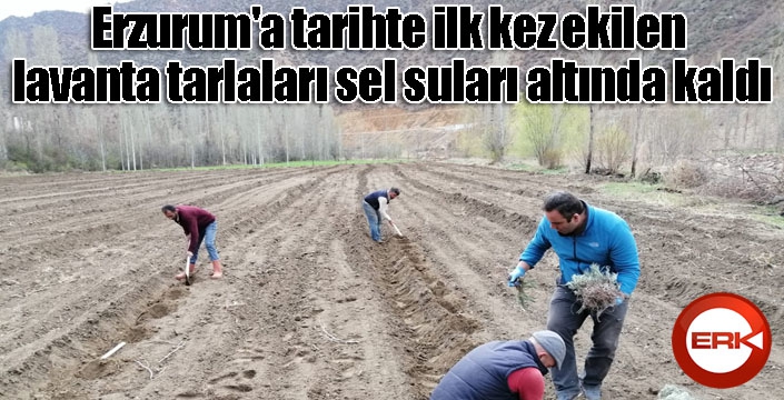 Erzurum'a tarihte ilk kez ekilen lavanta tarlaları sel suları altında kaldı