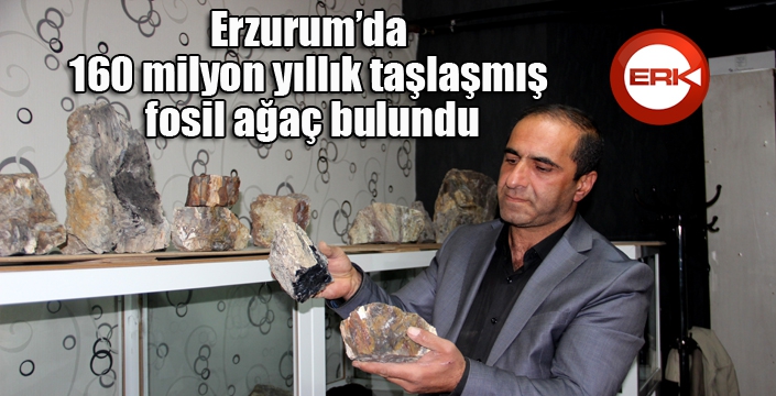 Erzurum’da 160 milyon yıllık taşlaşmış fosil ağaç bulundu