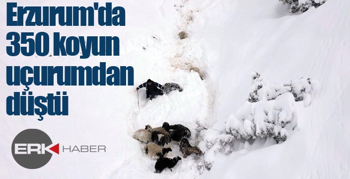 Erzurum'da 350 koyun uçurumdan düştü