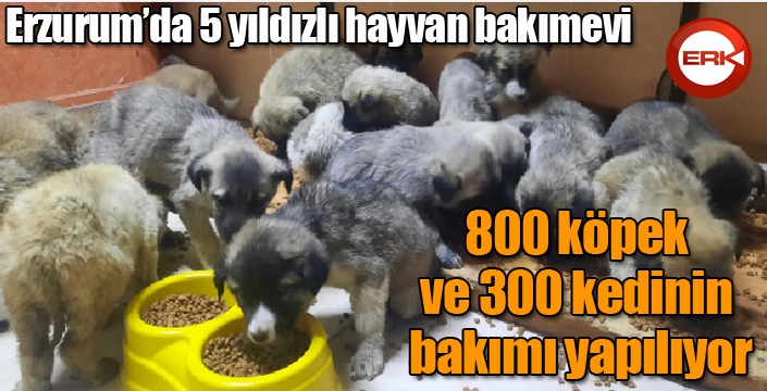 Erzurum’da 5 yıldızlı hayvan bakımevi