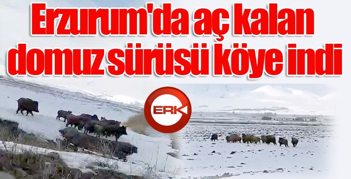 Erzurum'da aç kalan domuz sürüsü köye indi