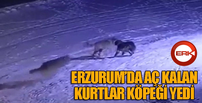 Erzurum’da aç kalan kurtlar köpeği yedi