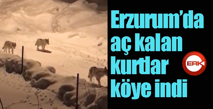 Erzurum’da aç kalan kurtlar köye indi