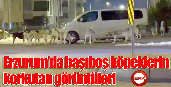 Erzurum'da başıboş köpeklerin korkutan görüntüleri