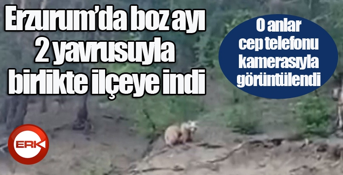 Erzurum’da boz ayı 2 yavrusuyla birlikte ilçeye indi