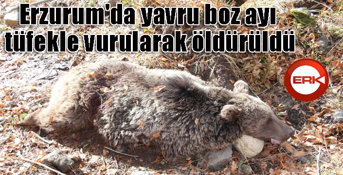 Erzurum'da boz ayıyı vurdular