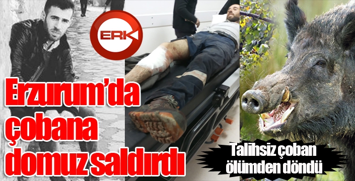 Erzurum'da çobana domuz saldırdı...