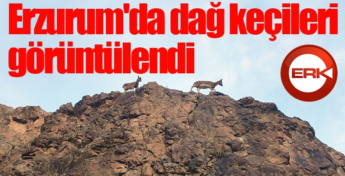 Erzurum'da dağ keçileri görüntülendi