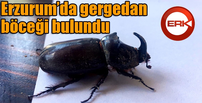 Erzurum’da gergedan böceği bulundu