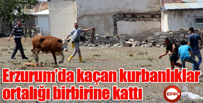 Erzurum’da kaçan kurbanlıklar ortalığı birbirine kattı