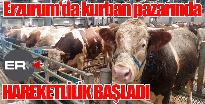 Erzurum'da kurban pazarında hareketlilik başladı