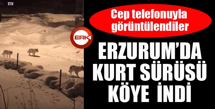 Erzurum’da kurt sürüsü köye indi!