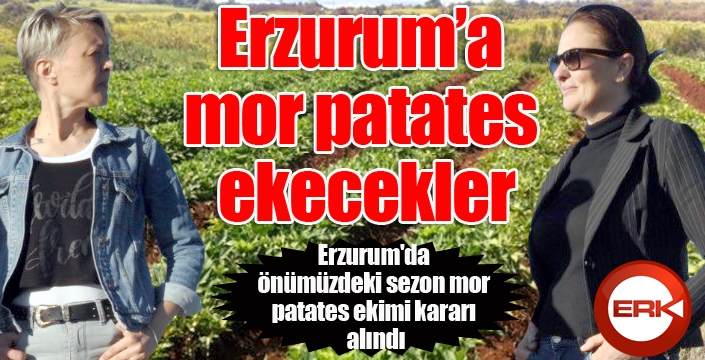 Erzurum’da mor patates ekilecek