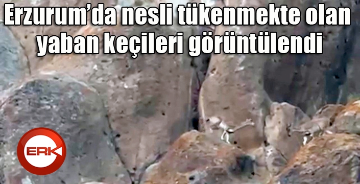 Erzurum’da nesli tükenmekte olan yaban keçileri görüntülendi