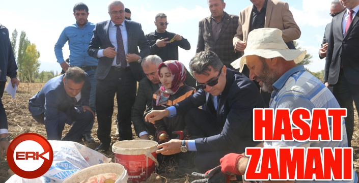 Erzurum’da patates, lahana ve ayçiçeği hasadı yapıldı