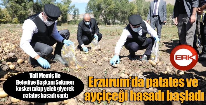 Erzurum’da patates ve ayçiçeği hasadı başladı